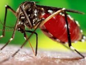 उत्तराखंड में नहीं थम रहा डेंगू का डंक