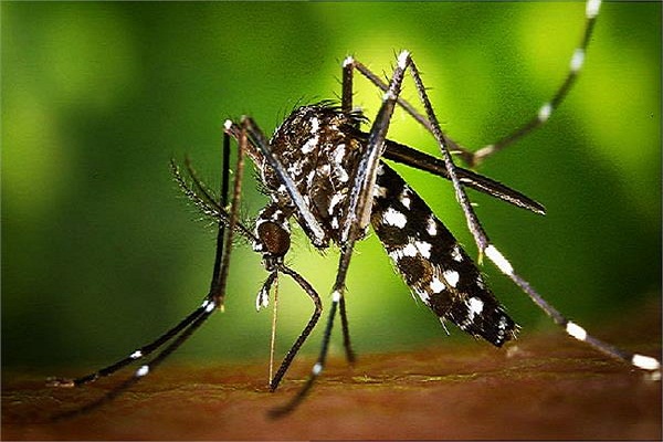 भारत में एक नए मच्छर की दस्तक