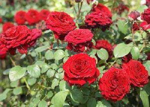 एक गुणकारी औषधि भी है गुलाब का फूल