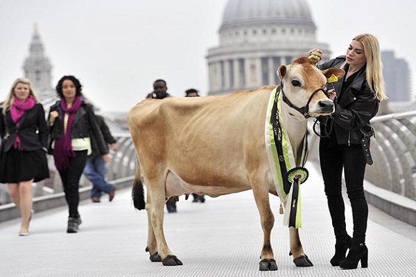 ब्रिटेन में गाय को मानते हैं सबसे खतरनाक जानवर