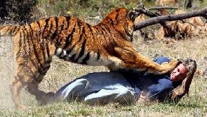 घास काट रही महिला को चबा गया बाघ