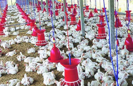 जापान में दो लाख से ज्यादा मुर्गियों को मारने का आदेश