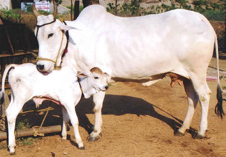 यूपी में नवरात्रि में गाय के दूध से बनी मिठाइयों का मिलेगा प्रसाद