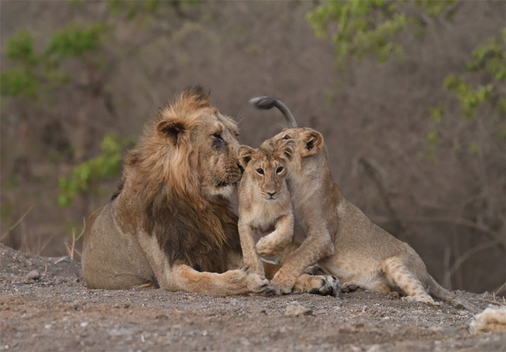  Population of the majestic Asiatic Lion, living in Gujarat’s Gir Forest, is up by almost 29 percent.