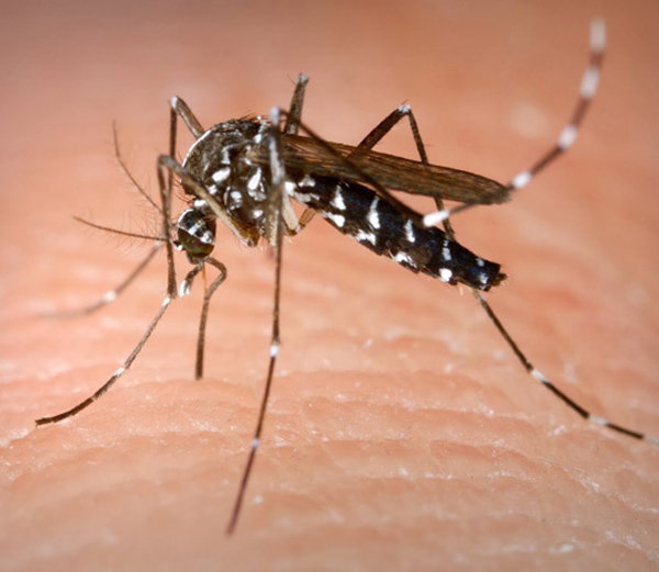 गहरा हुआ डेंगू का डंक, लखनऊ में अब तक 127 की मौत
