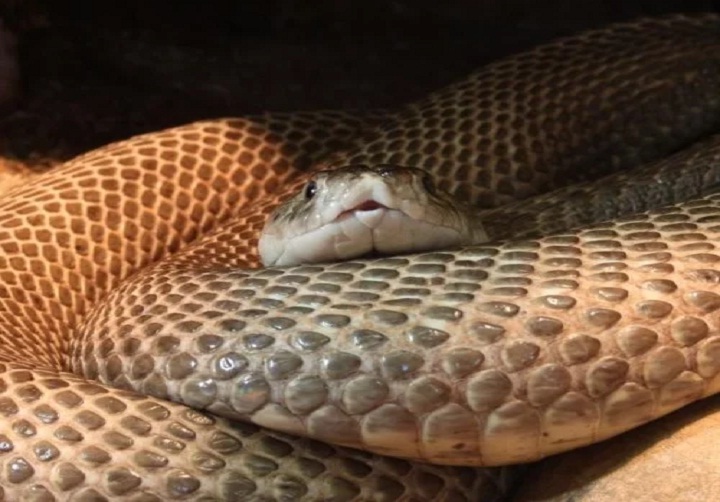 क्यों सोने आ रहे युवक के इंतजार में कुंडली मारकर बैठा था कोबरा सांप