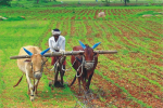 किसानों को तोहफा: खरीफ की फसलों के लिए 62 फीसदी तक बढ़ी MSP