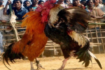 यहां मुर्गों की लड़ाई पर लगाए गए एक करोड़ रुपये, परंपरा जानकर हैरान रह जाएंगे आप